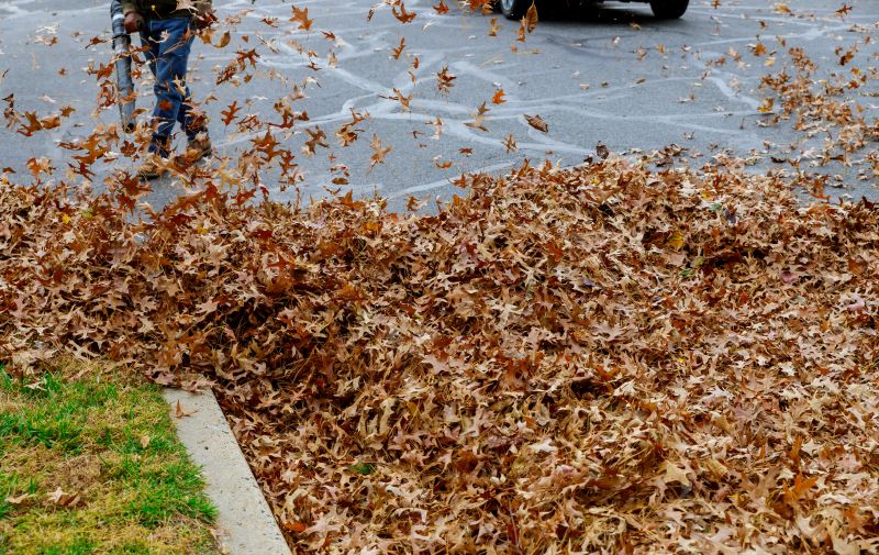 Vacuuming Fallen Leaves