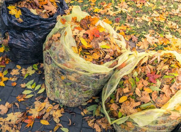 Cost of Yard Cleanup Service in Des Moines