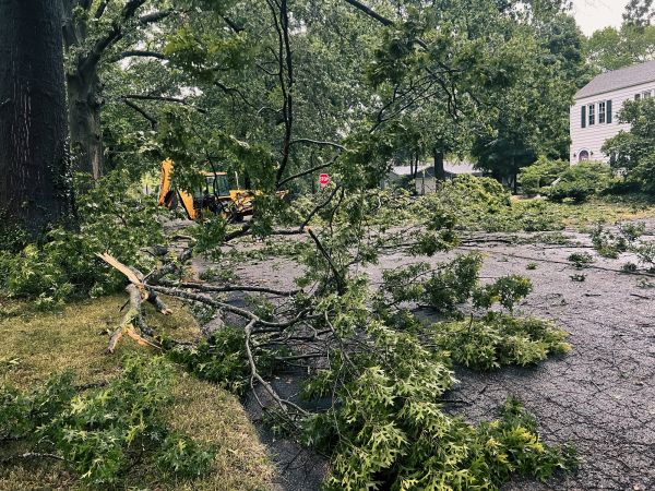 Cost of Tree Branch Disposal in Des Moines