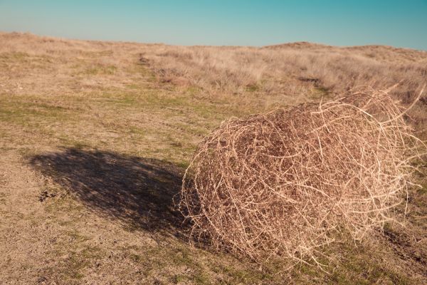 Cost of Tumbleweed Removal in Des Moines