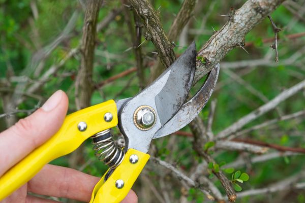 Cost of Limbs Removal in Des Moines
