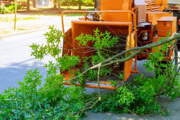 Cost of Tree Branches Removal in Des Moines