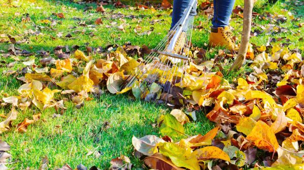 Cost of Lawn Cleanup Service in Des Moines