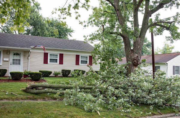Cost of Fallen Branch Removal in Des Moines