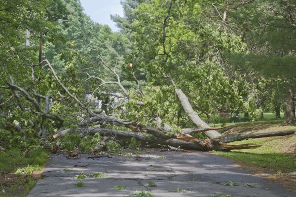 Cost of Tree Debris Removal in Des Moines